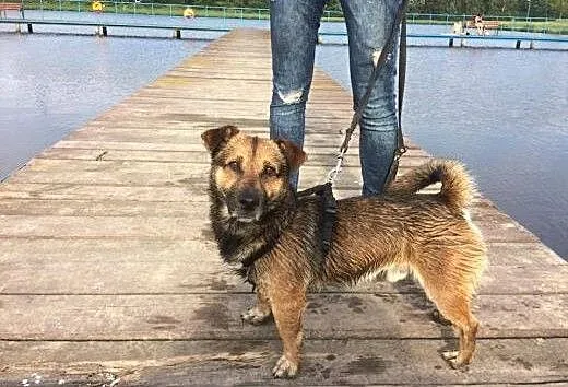 Maczo- do adopcji maly piesek, mazowieckie Warsza