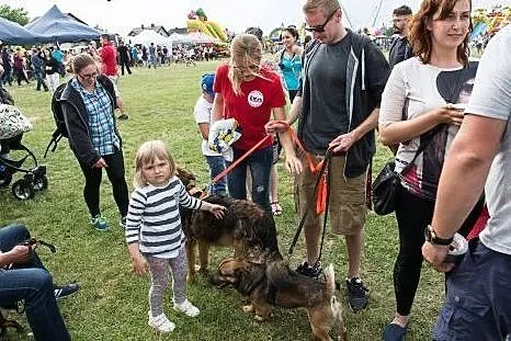 Maczo- do adopcji maly piesek,  mazowieckie Warsza