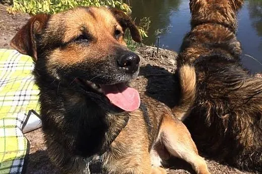 Maczo- do adopcji maly piesek,  mazowieckie Warsza