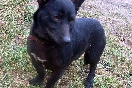 Pepi &#8211; niekłopotliwy szuka domu   ,  maz