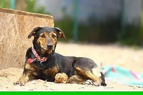 15kg,łagodna,wesoła,kontaktowa,suczka Gończa Adopcja, śląskie Katowice