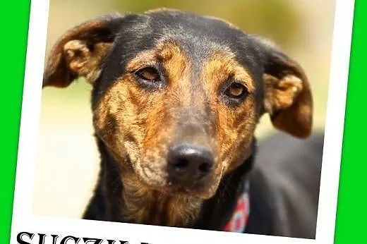 15kg,łagodna,wesoła,kontaktowa,suczka Gończa Adopc