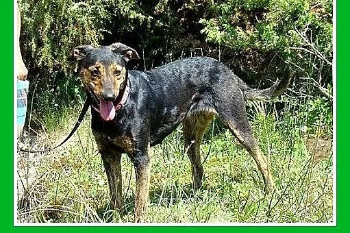15kg,łagodna,wesoła,kontaktowa,suczka Gończa Adopc
