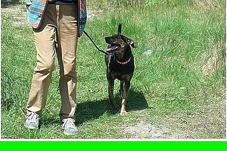 15kg,łagodna,wesoła,kontaktowa,suczka Gończa Adopc
