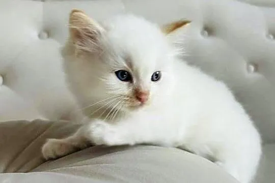 Ragdoll kocurek .Gotowy do odbioru !!! Fife/FPL, Śląskie, Katowice