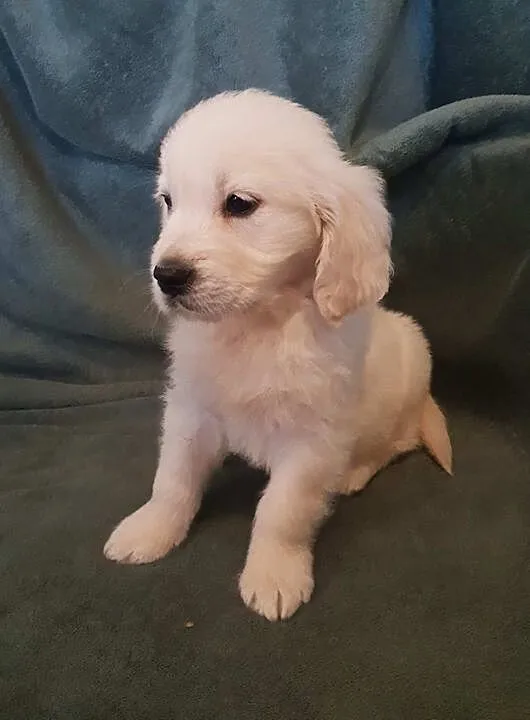 Golden retriever szczenieta, Warmińsko-mazurskie, Ełk