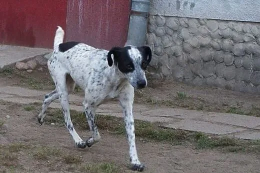 Panda roczna sunia potrzebuje kochającego domku na