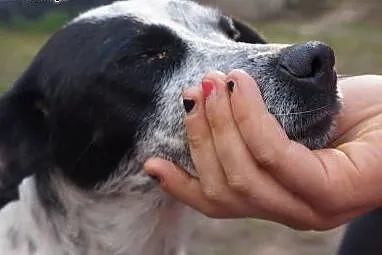 Panda roczna sunia potrzebuje kochającego domku na