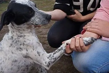 Panda roczna sunia potrzebuje kochającego domku na