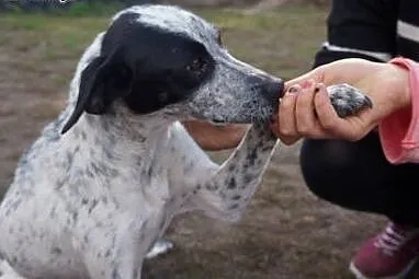 Panda roczna sunia potrzebuje kochającego domku na