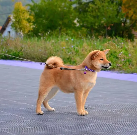 Shiba Inu Bardzo piękne szczenięta na sprzedaż - zarejestrowane w FCI, , /