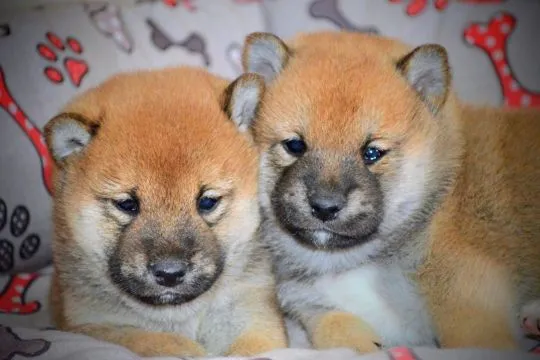 Shiba Inu Bardzo piękne szczenięta na sprzedaż - zarejestrowane w FCI, , /