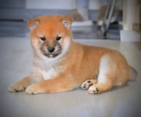 Shiba Inu Bardzo piękne szczenięta na sprzedaż - zarejestrowane w FCI, , /