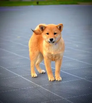 Shiba Inu Bardzo piękne szczenięta na sprzedaż - zarejestrowane w FCI, , /