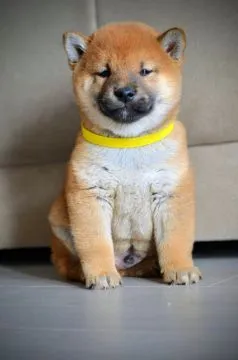 Shiba Inu Bardzo piękne szczenięta na sprzedaż - zarejestrowane w FCI, , /