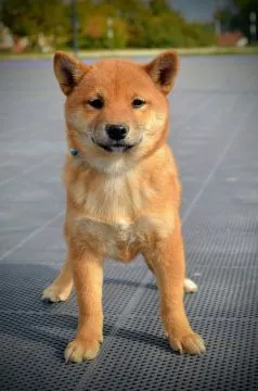 Shiba Inu Bardzo piękne szczenięta na sprzedaż - zarejestrowane w FCI, , /