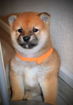Shiba Inu Bardzo piękne szczenięta na sprzedaż - zarejestrowane w FCI, , /