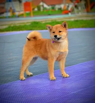 Shiba Inu Bardzo piękne szczenięta na sprzedaż - zarejestrowane w FCI, , /