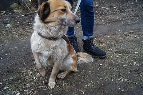 Błagamy o domek dla małego Łatka!,  Kundelki cała 