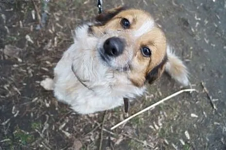 Błagamy o domek dla małego Łatka!,  Kundelki cała 