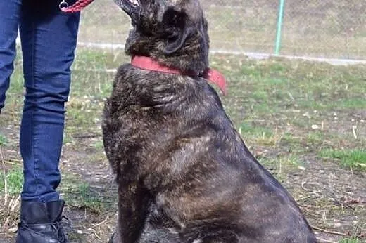 Nana - prawdziwy skarb na czterech łapach :),  war