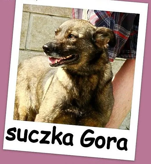 Średnia, grzeczna, spokojna,kontaktowa suczka GORA