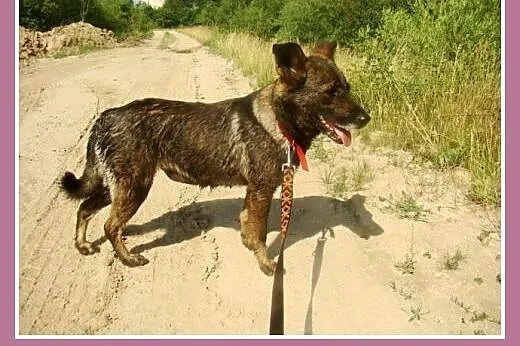 Średnia, grzeczna, spokojna,kontaktowa suczka GORA