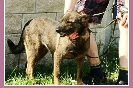Średnia, grzeczna, spokojna,kontaktowa suczka GORA