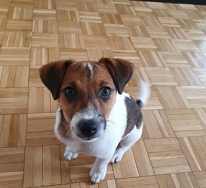 Jack Russell Terrier, Świętokrzyskie, Kielce