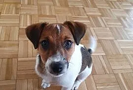 Jack Russell Terrier