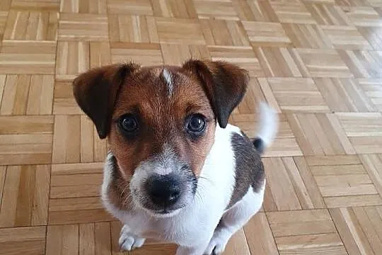 Jack Russell Terrier, Świętokrzyskie, Kielce