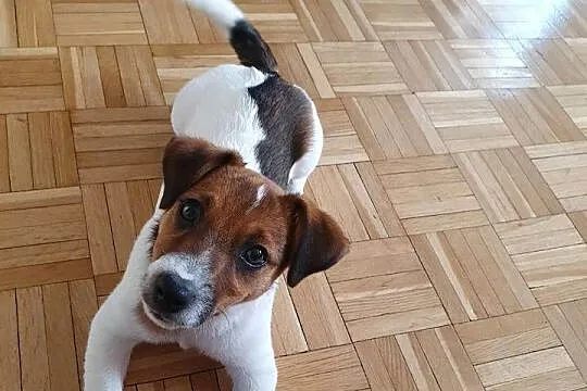 Jack Russell Terrier, Świętokrzyskie, Kielce
