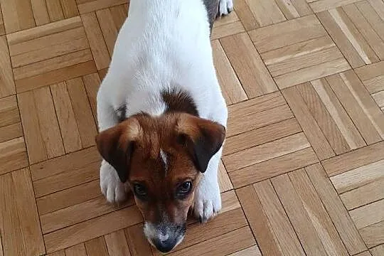 Jack Russell Terrier, Świętokrzyskie, Kielce