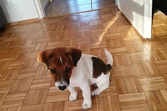 Jack Russell Terrier, Świętokrzyskie, Kielce