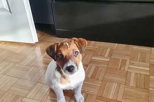 Jack Russell Terrier, Świętokrzyskie, Kielce