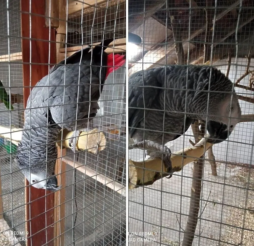 Żako samiec 9 letni, Śląskie, Modzurów