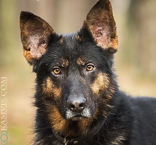 Belmuś w typie owczarka do aodpcji, wielkopolskie