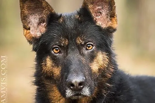 Belmuś w typie owczarka do aodpcji,  wielkopolskie