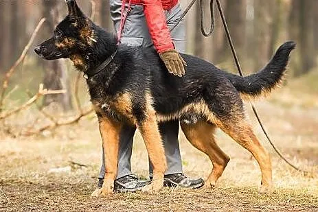 Belmuś w typie owczarka do aodpcji,  wielkopolskie