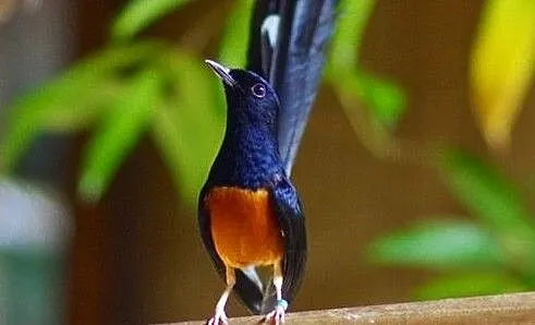 SZAMA - Sroczek Białorzytny (Copsychus malabaricus), , Osiedle Poznańskie
