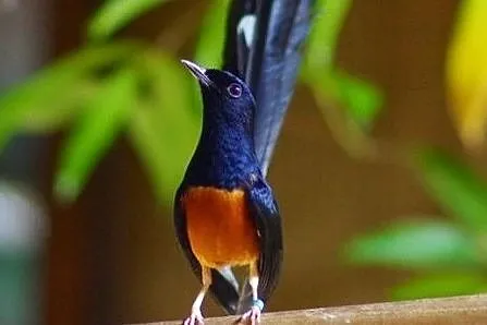SZAMA - Sroczek Białorzytny (Copsychus malabaricus), , Osiedle Poznańskie