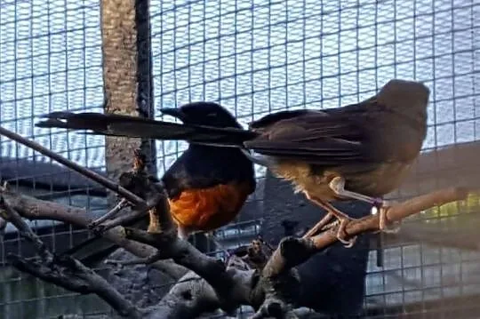 SZAMA - Sroczek Białorzytny (Copsychus malabaricus), , Osiedle Poznańskie