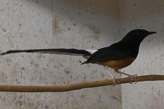 SZAMA - Sroczek Białorzytny (Copsychus malabaricus), , Osiedle Poznańskie