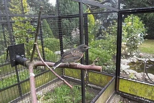 SZAMA - Sroczek Białorzytny (Copsychus malabaricus), , Osiedle Poznańskie