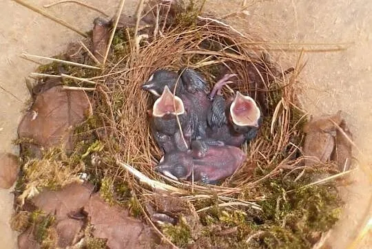 SZAMA - Sroczek Białorzytny (Copsychus malabaricus), , Osiedle Poznańskie