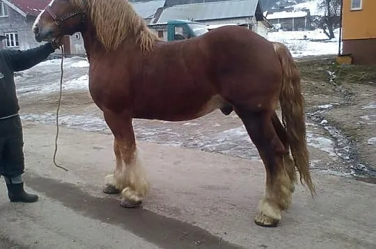 Sprzedam konie