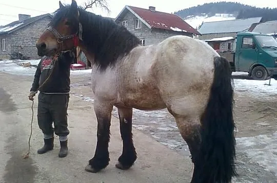 Sprzedam konie