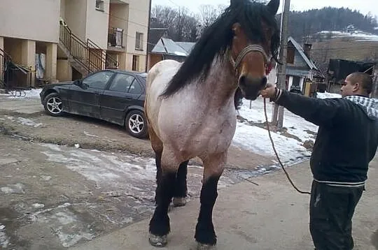 Sprzedam konie