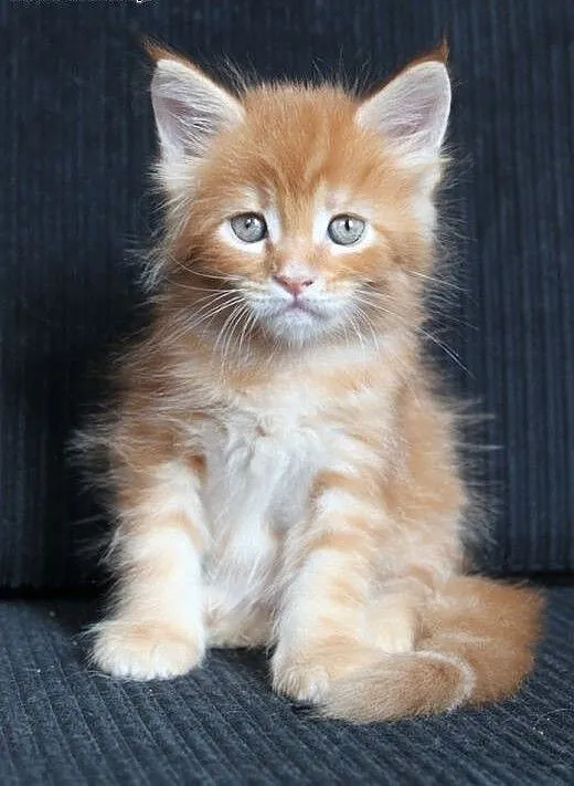 Kochany kocurek Maine Coon po Championach, dolnoś