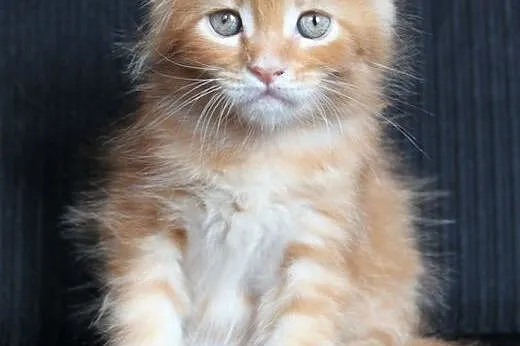 Kochany kocurek Maine Coon po Championach,  dolnoś